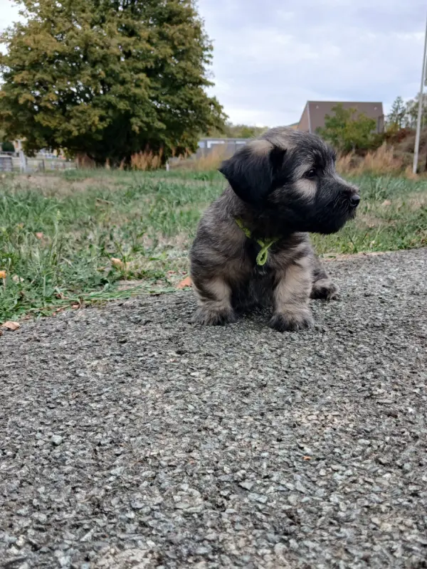 Bambino, Skye terrier, élevage Du Domaine d'Armadale