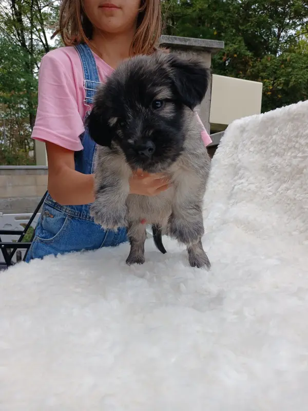Portée de Skye terrier, élevage Du Domaine d'Armadale