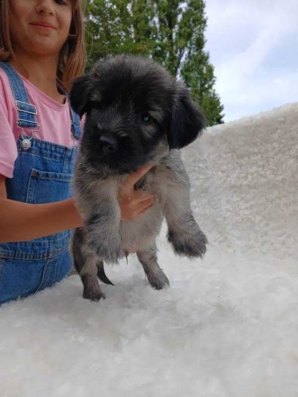 Portée de Skye terrier, élevage Du Domaine d'Armadale