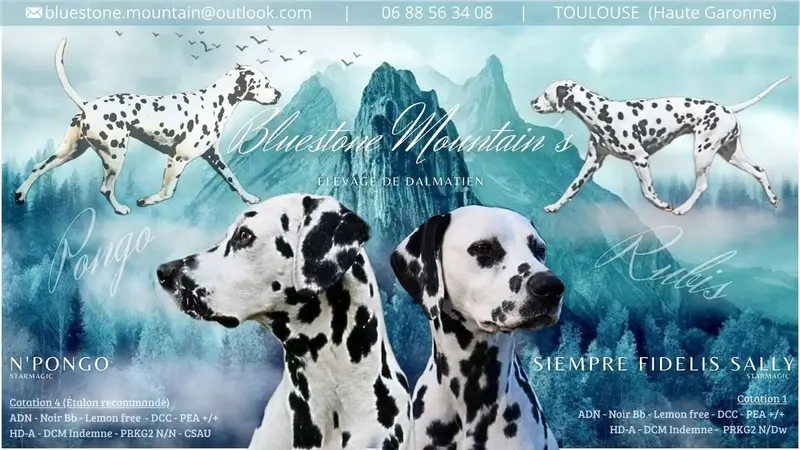 Portée de Dalmatien, élevage Bluestone Mountain's