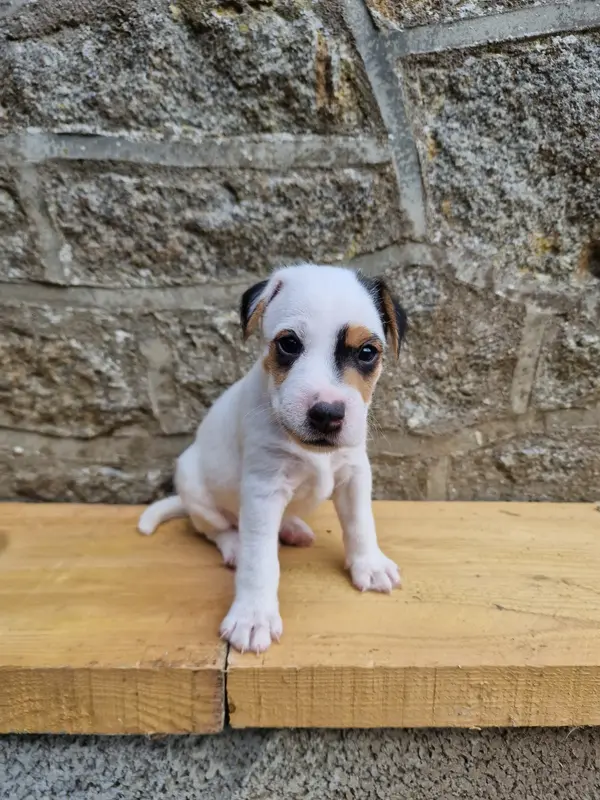 Bodhi, Parson Russell terrier, élevage Du Chemin Vers la Joie