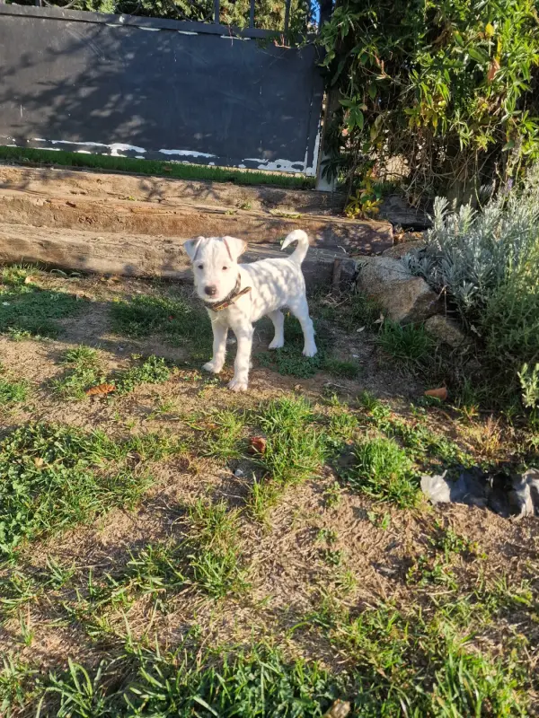 Bali, Parson Russell terrier, élevage Du Chemin Vers la Joie