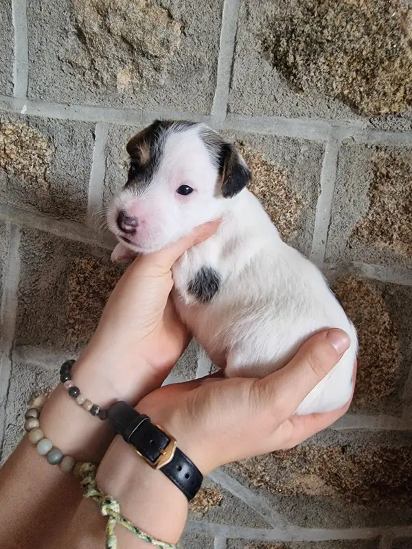 Barry, Parson Russell terrier, élevage Du Chemin Vers la Joie