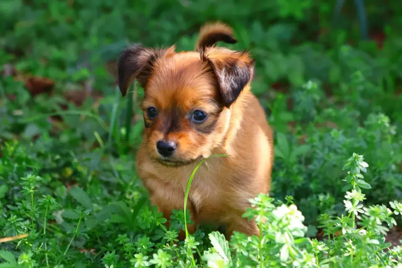Basko, Petit chien russe, élevage De la Nouknoukerie