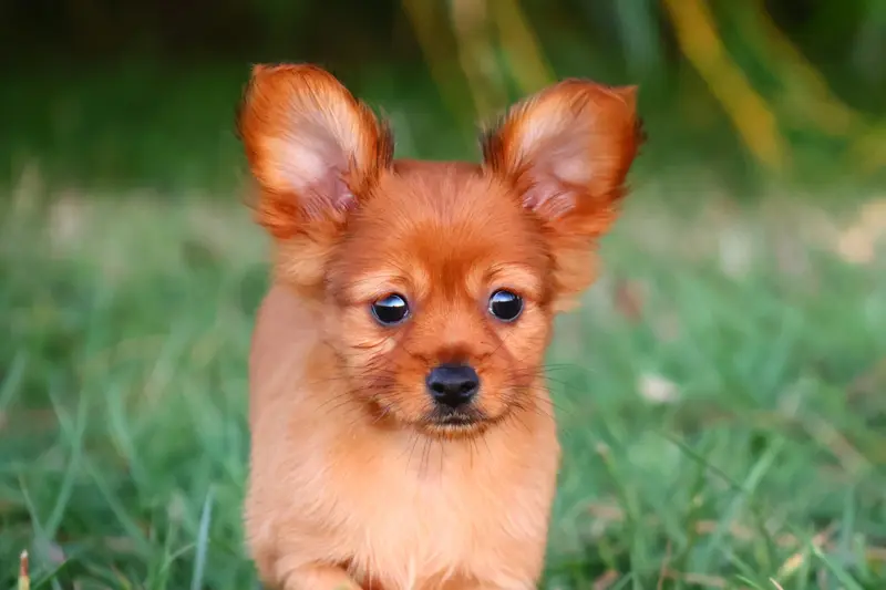Basta, Petit chien russe, élevage De la Nouknoukerie