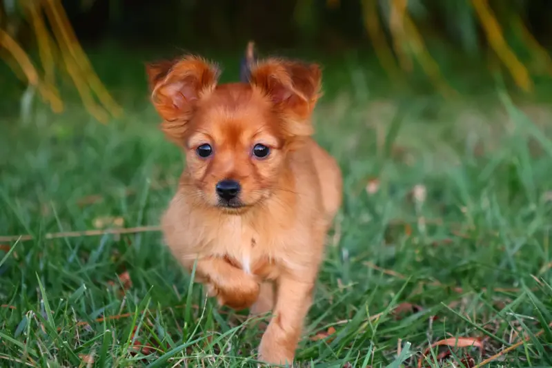 Baïko, Petit chien russe, élevage De la Nouknoukerie