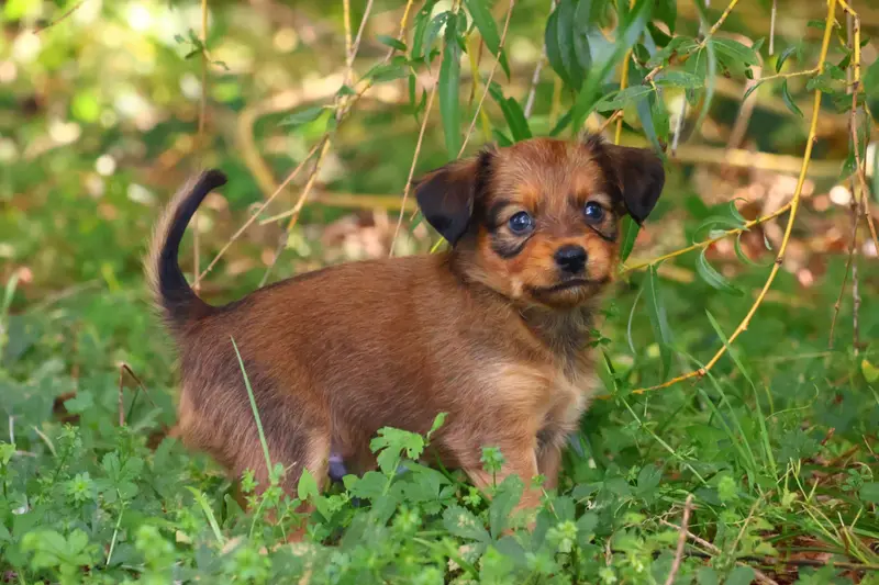Bran, Petit chien russe, élevage De la Nouknoukerie