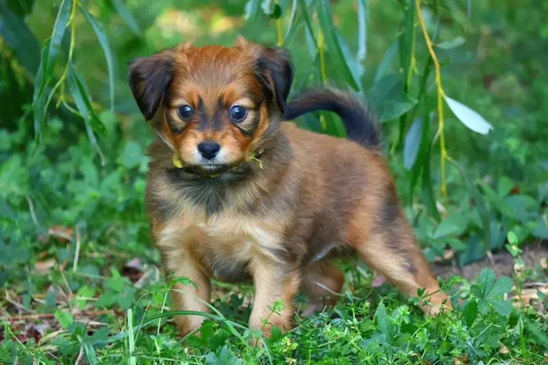 Berok, Petit chien russe, élevage De la Nouknoukerie