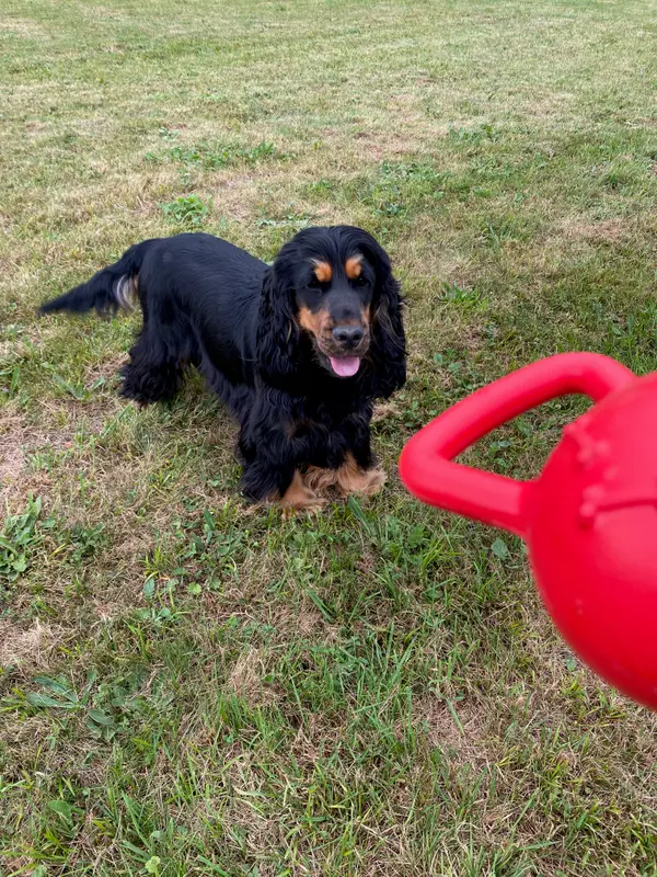 Portée de Cocker anglais, élevage Au Pays de la Valdange