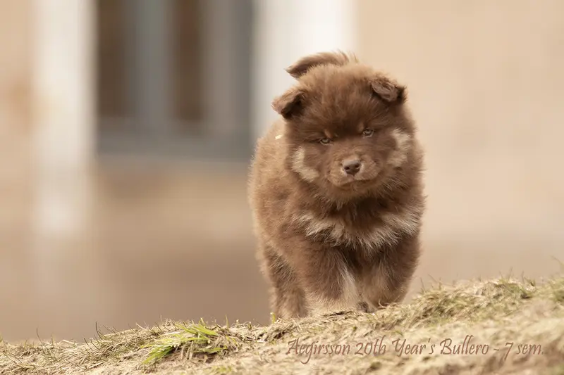 Père de la portée de Chien finnois de Laponie, élevage Panache Finnois