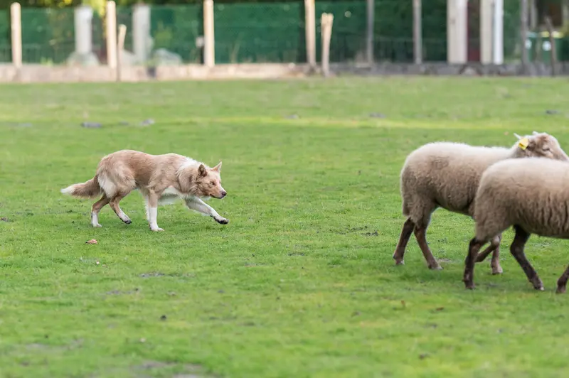 Père de la portée de Border collie, élevage Of Xemiris