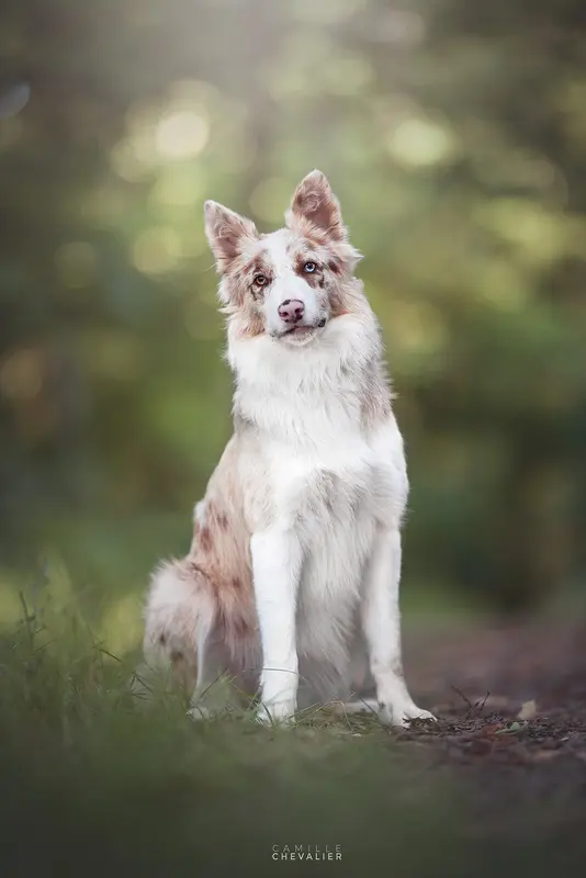 Mère de la portée de Border collie, élevage Of Xemiris