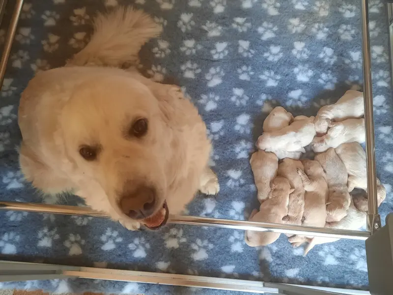 Portée de Golden retriever, élevage Gold'And Black de Camileo