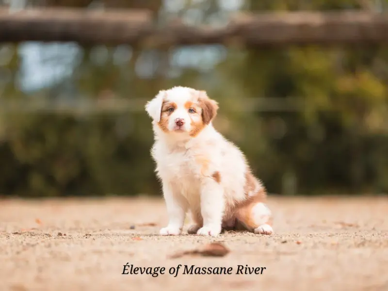 Photo de l'élevage Of Massane River
