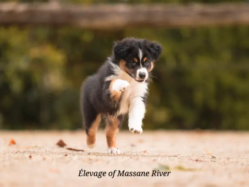 Photo de l'élevage Of Massane River