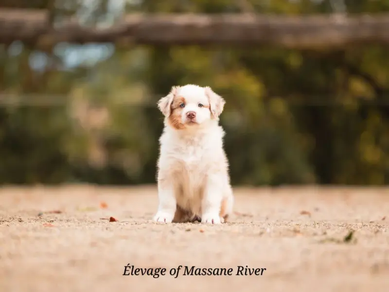 Photo de l'élevage Of Massane River