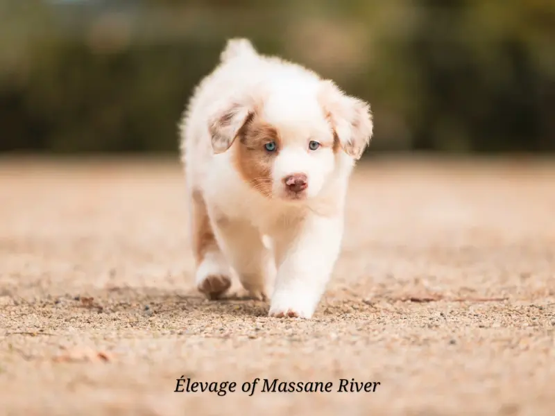 Photo de l'élevage Of Massane River