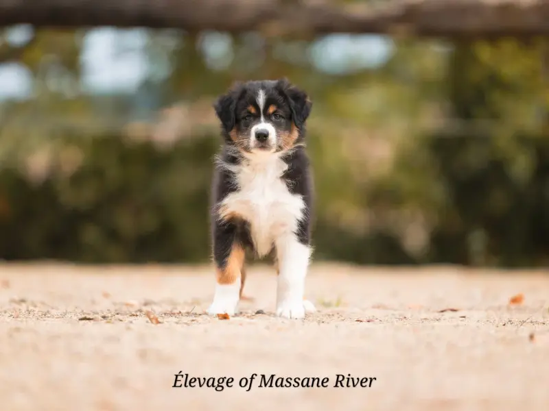 Photo de l'élevage Of Massane River