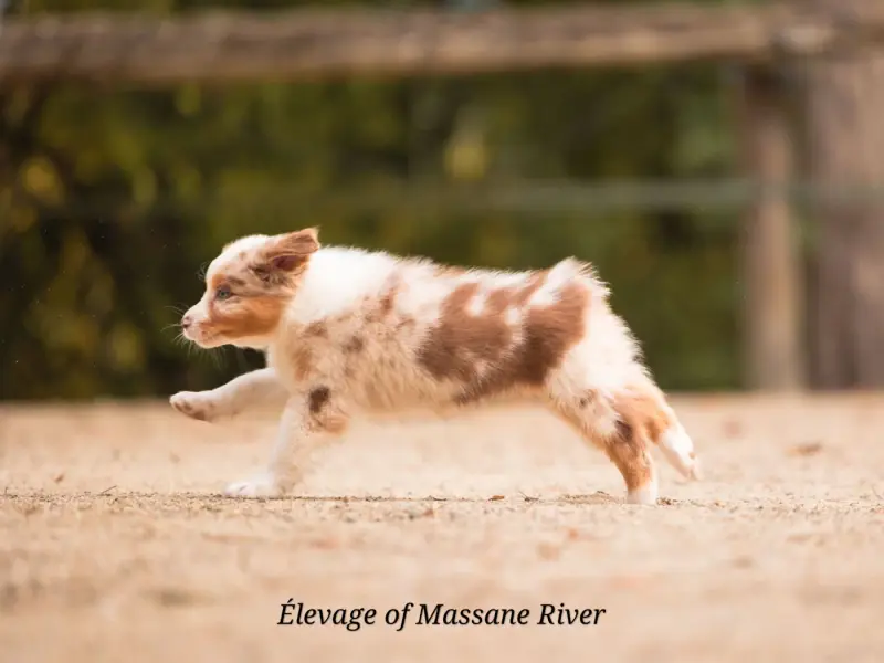 Photo de l'élevage Of Massane River