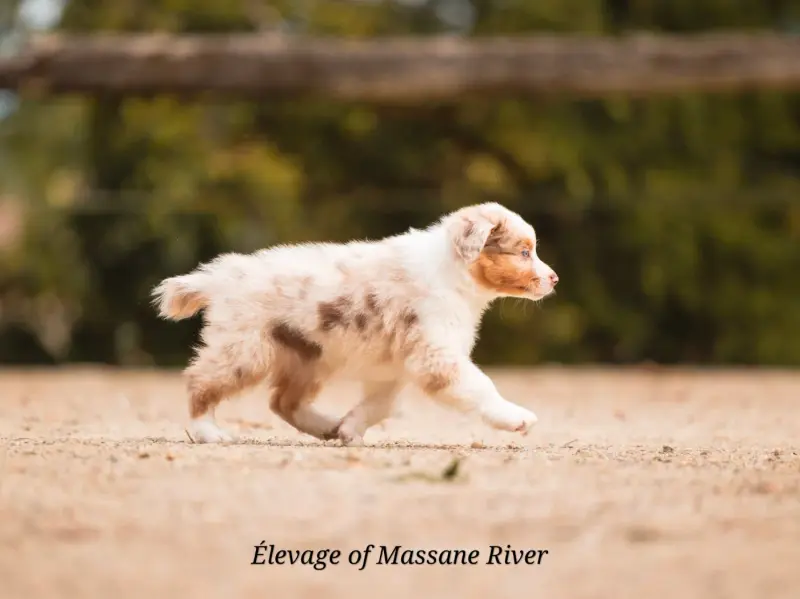 Photo de l'élevage Of Massane River