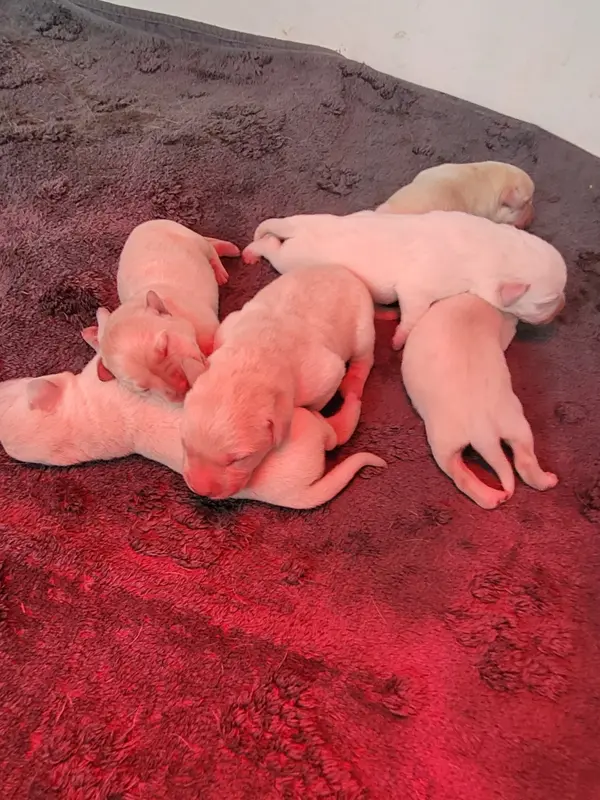 Portée de Labrador retriever, élevage De la Legende de l'Abbaye d'Arrouaise