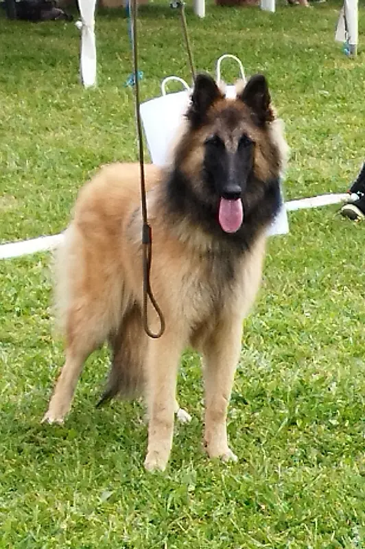 Photo de l'élevage Des Loups de la Tiarde