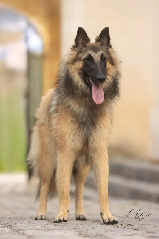 Photo de l'élevage Des Loups de la Tiarde