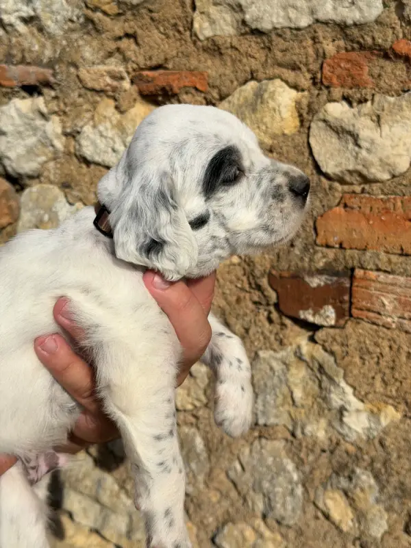 Chiot, Setter anglais, élevage Du Fief du Vent
