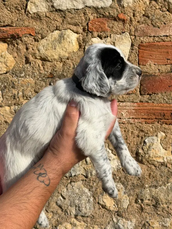 Chiot, Setter anglais, élevage Du Fief du Vent