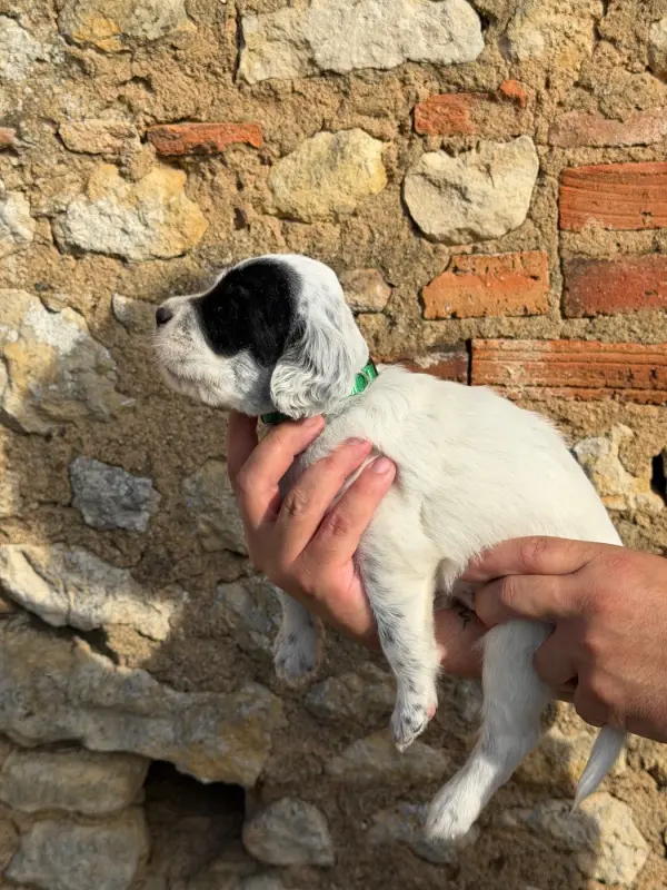 Chiot, Setter anglais, élevage Du Fief du Vent