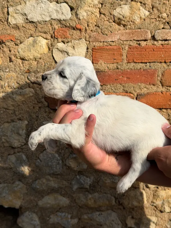 Chiot, Setter anglais, élevage Du Fief du Vent