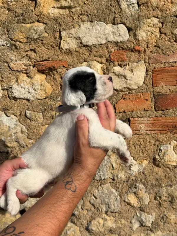 Chiot, Setter anglais, élevage Du Fief du Vent