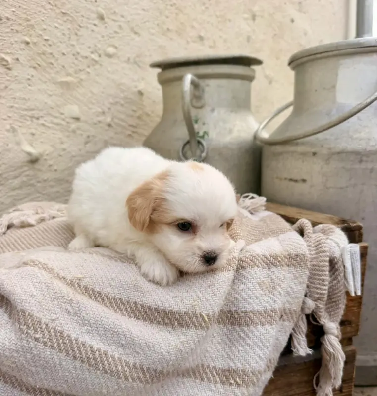 Broucky, Coton de Tuléar, élevage Des Montagnes Argentees