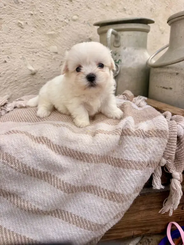 Boubou, Coton de Tuléar, élevage Des Montagnes Argentees