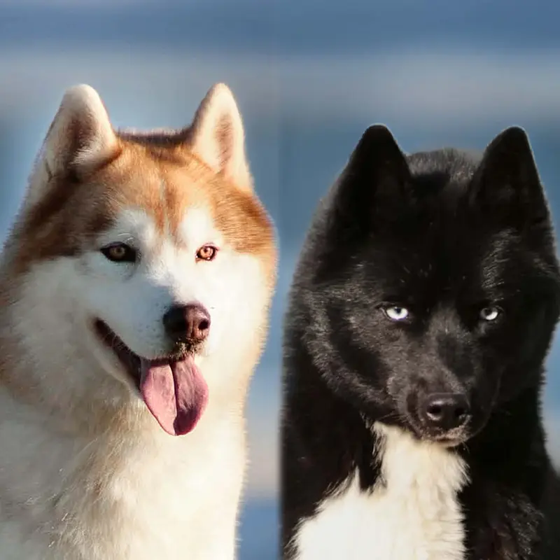 Portée de Husky sibérien, élevage Of Masadora
