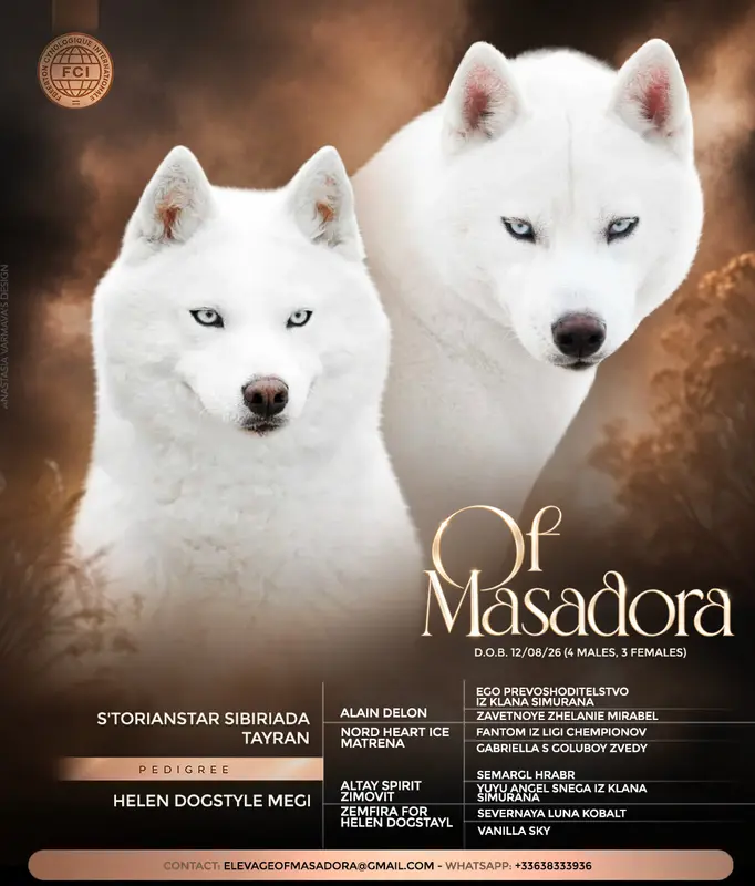 Photo de l'élevage Of Masadora