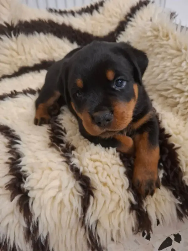 collier violet, Rottweiler, élevage Des Minis Aventuriers de Niky