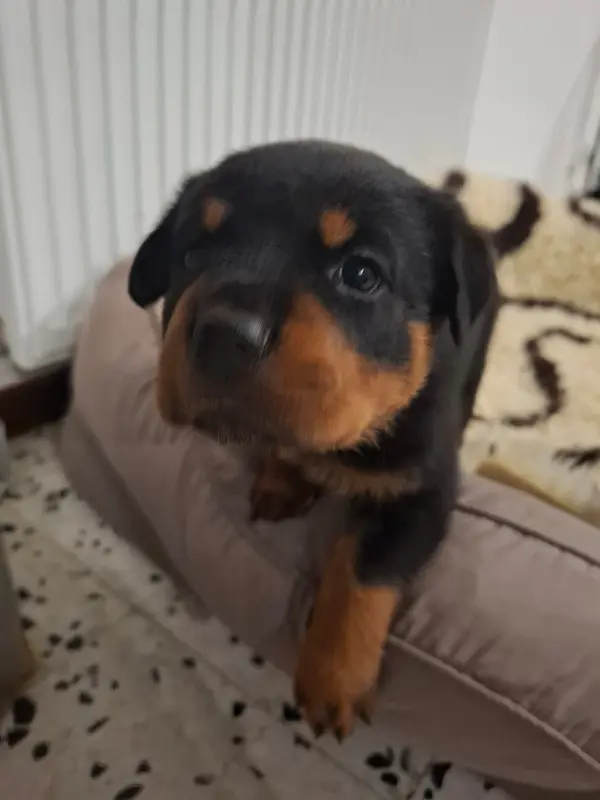 Portée de Rottweiler, élevage Des Minis Aventuriers de Niky
