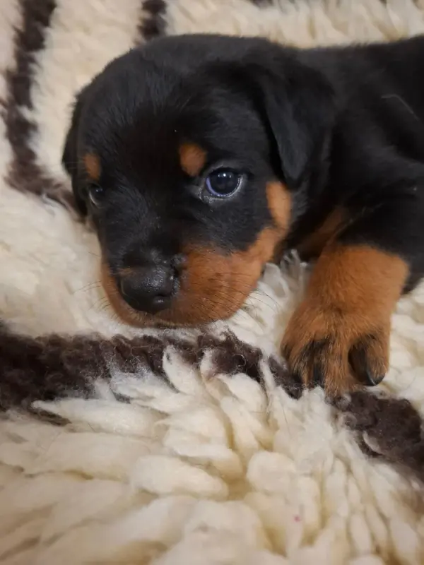 collier rouge, Rottweiler, élevage Des Minis Aventuriers de Niky