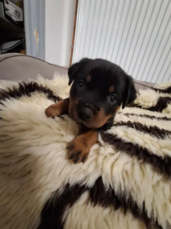 collier orange, Rottweiler, élevage Des Minis Aventuriers de Niky