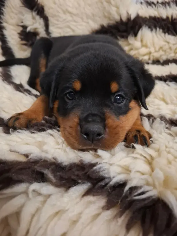 collier bleu foncé, Rottweiler, élevage Des Minis Aventuriers de Niky