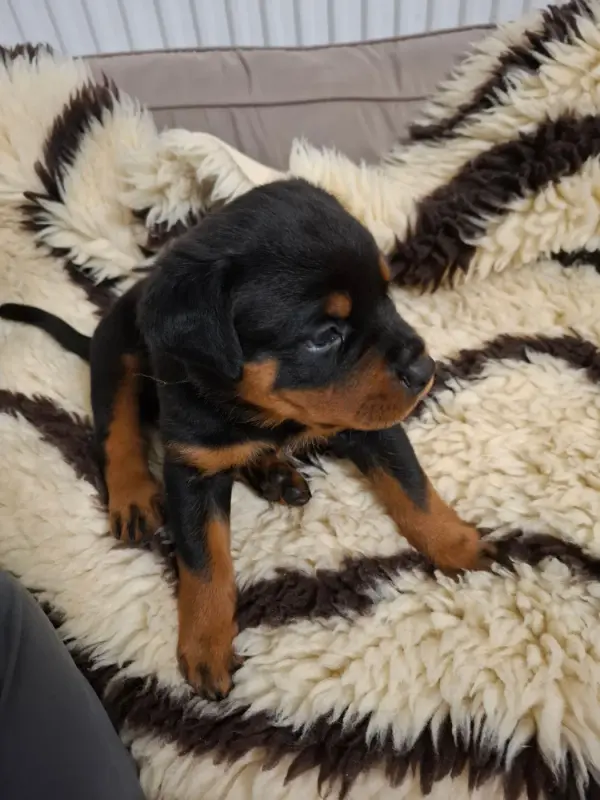 collier bleu clair, Rottweiler, élevage Des Minis Aventuriers de Niky