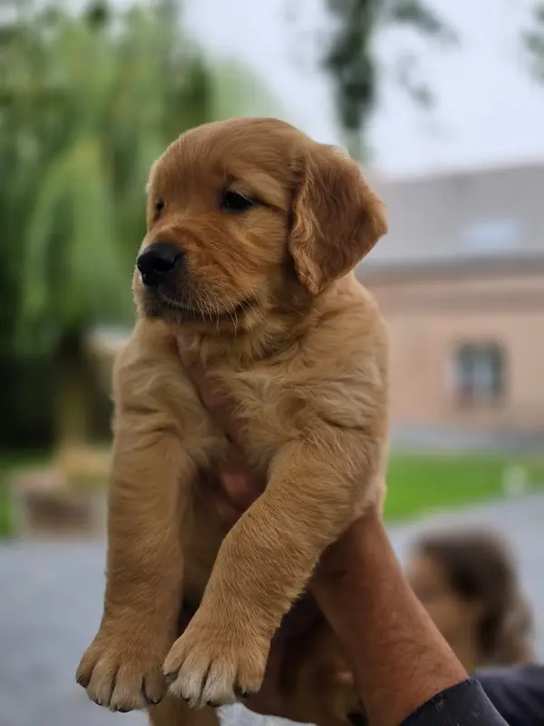Portée de Golden retriever, élevage Du Domaine de Bonavis