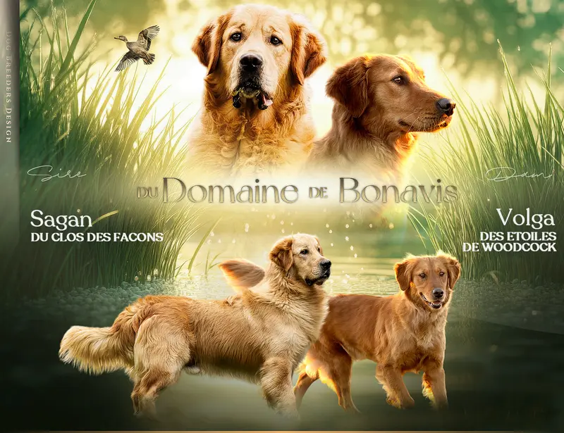 Portée de Golden retriever, élevage Du Domaine de Bonavis