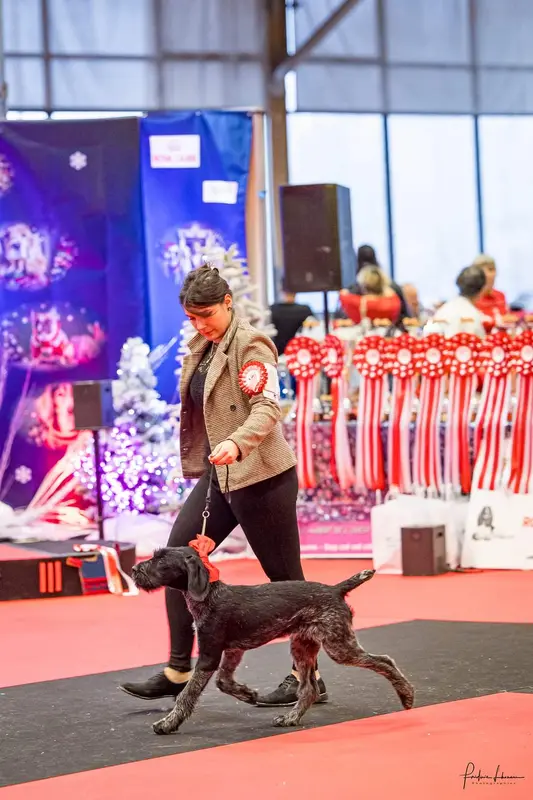 Mère de la portée de Chien d'arrêt allemand à poil dur, élevage Des Arrets de Miston