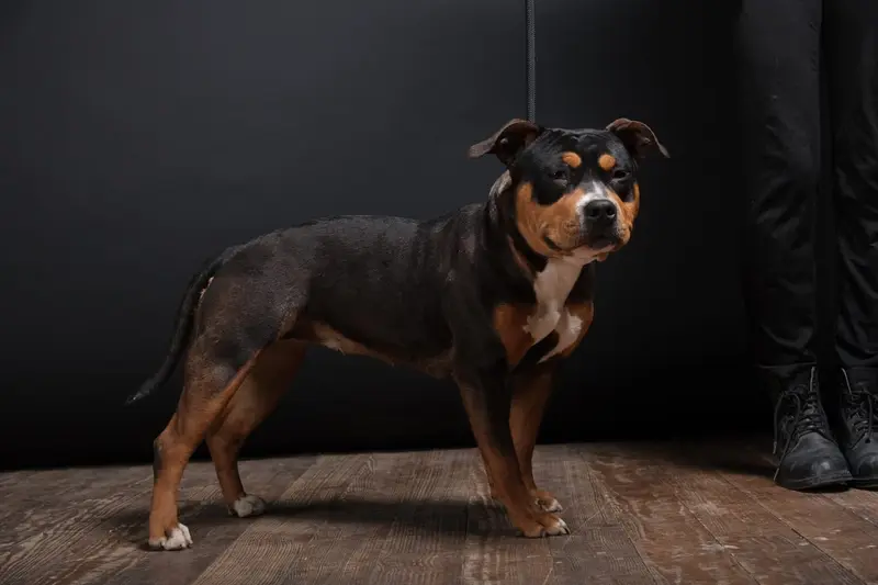 Portée de American Staffordshire terrier, élevage Domaine Bluepearl