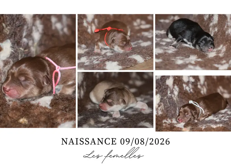 Portée de Chien finnois de Laponie, élevage De l'Univers de Minima