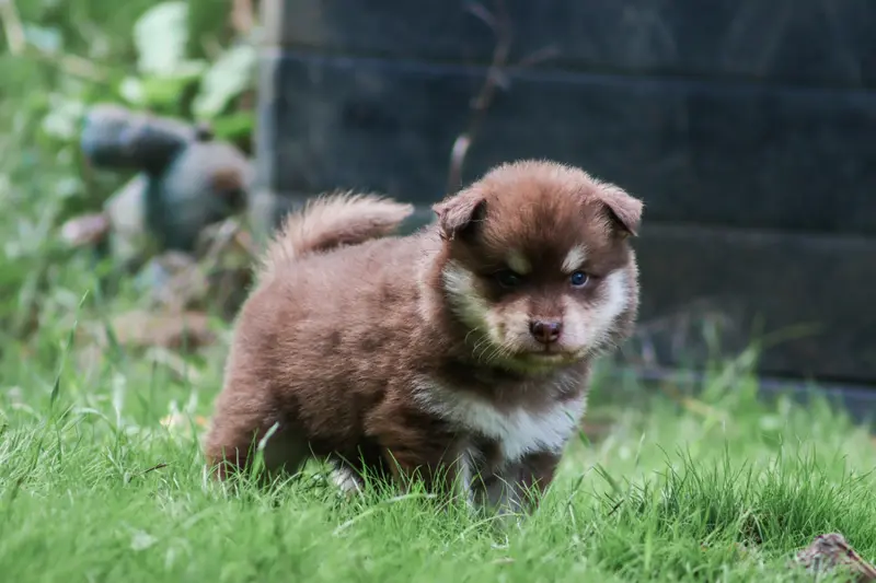 Portée de Chien finnois de Laponie, élevage De l'Univers de Minima
