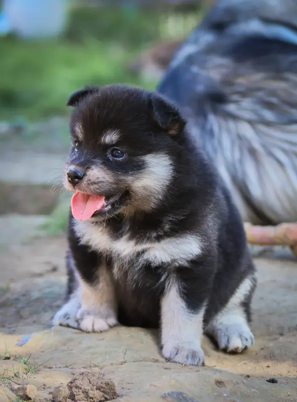 Portée de Chien finnois de Laponie, élevage De l'Univers de Minima