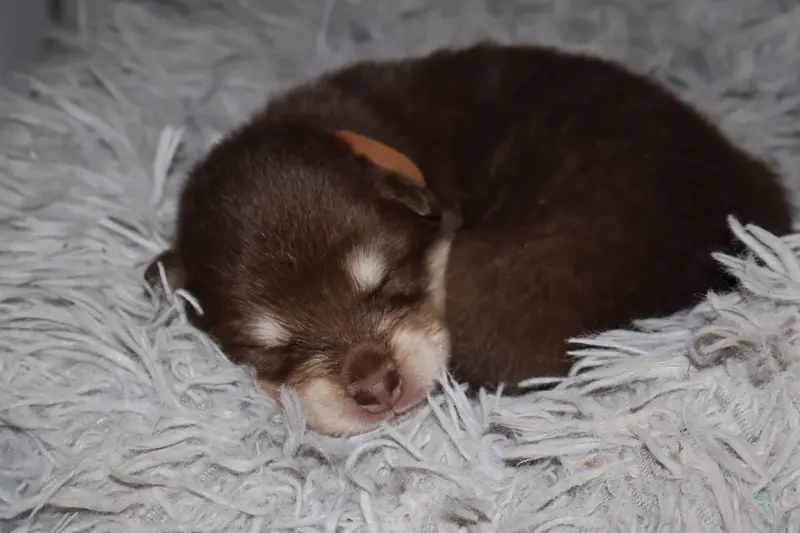 Portée de Chien finnois de Laponie, élevage De l'Univers de Minima